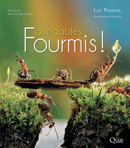 [L - 0031] Formidables fourmis !